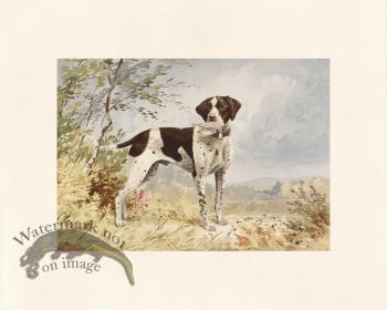 Pope Dog 02 Native Pointer